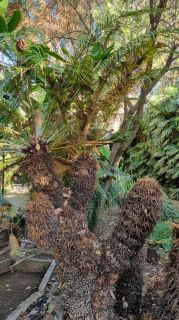 2024-01-GranCan-Jardin_de_la_Marquesa-016.jpg